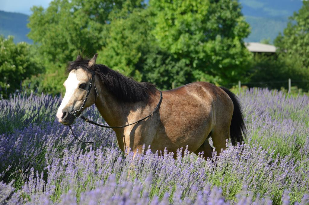 Agriturismo Domus Magna Povoletto Esterno foto