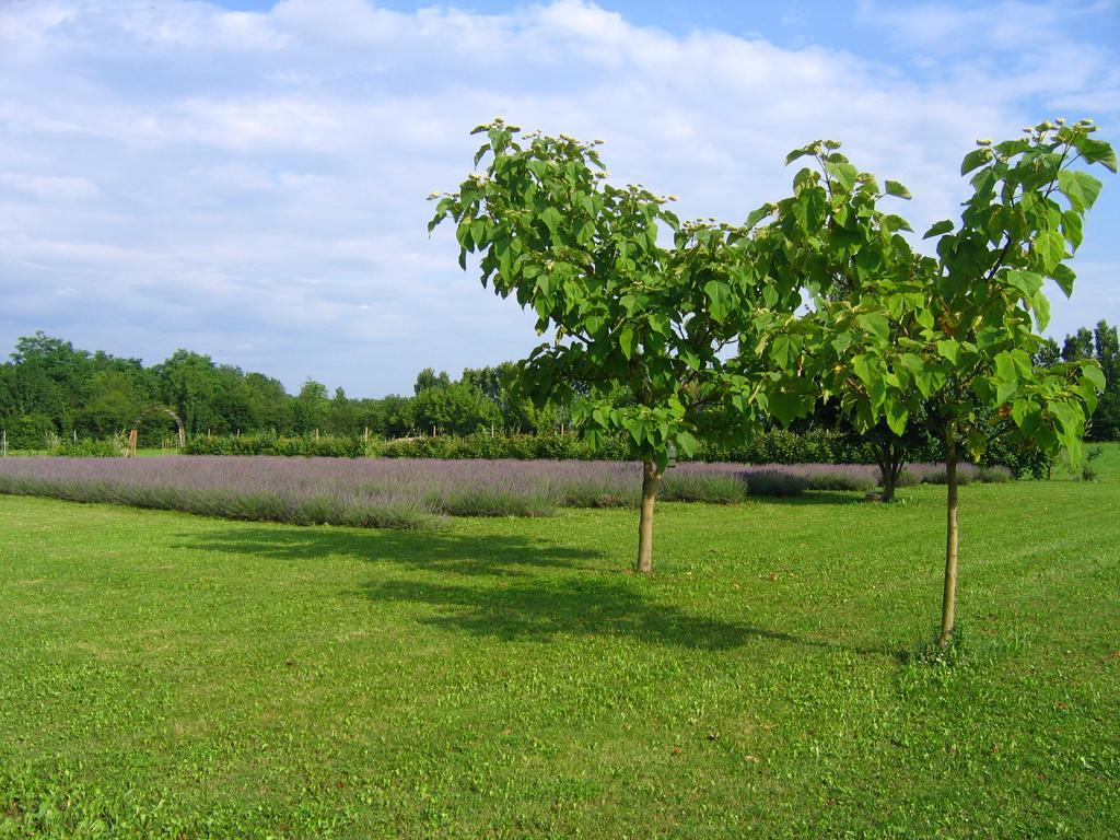 Agriturismo Domus Magna Povoletto Esterno foto